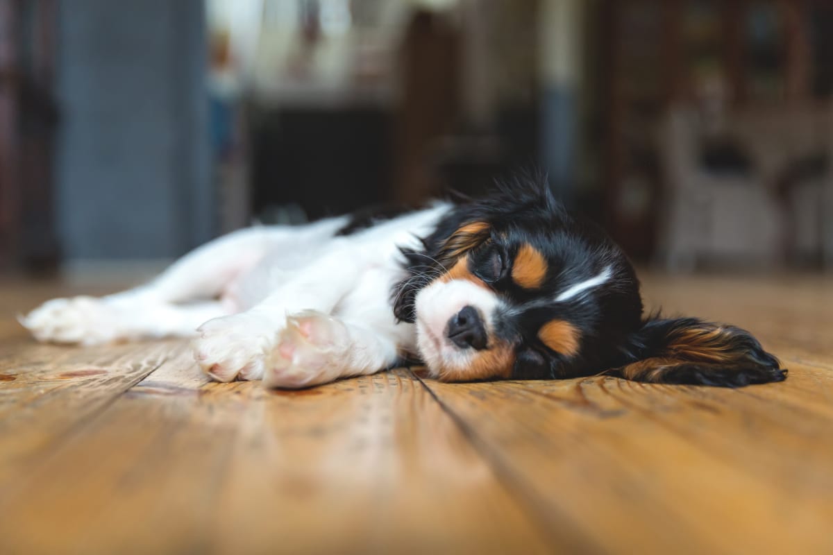 Pets and Laminate Flooring