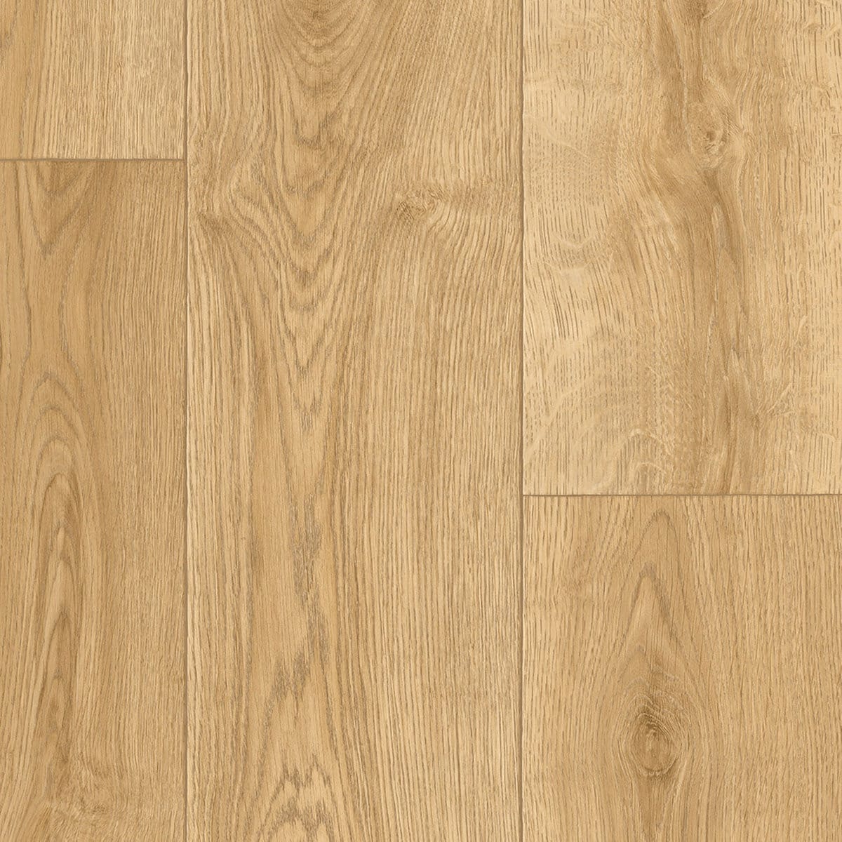 Cherbourg Oak 564
